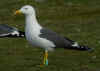 ad LBBG in Januari-April, ringed in the Netherlands. (81189 bytes)