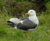 ad LBBG in Januari-April, ringed in the Netherlands. (96776 bytes)