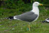 ad LBBG in Januari-April, ringed in the Netherlands. (86501 bytes)