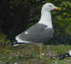 ad LBBG in Januari-April, ringed in the Netherlands. (79757 bytes)