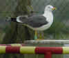 ad LBBG in Januari-April, ringed in the Netherlands. (61583 bytes)