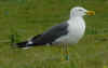 ad LBBG in Januari-April, ringed in the Netherlands. (75129 bytes)
