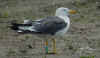 ad LBBG in Januari-April, ringed in the Netherlands. (75130 bytes)