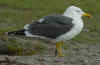 ad LBBG in Januari-April, ringed in the Netherlands. (75540 bytes)