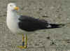 ad LBBG in Januari-April, ringed in the Netherlands. (73754 bytes)