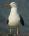 ad LBBG in Januari-April, ringed in the Netherlands. (57194 bytes)