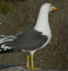 ad LBBG in Januari-April, ringed in the Netherlands. (64938 bytes)