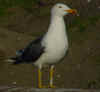 ad LBBG in Januari-April, ringed in the Netherlands. (71032 bytes)