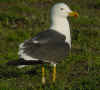 ad LBBG in Januari-April, ringed in the Netherlands. (85748 bytes)
