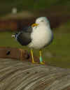 ad LBBG in Januari-April, ringed in the Netherlands. (60208 bytes)