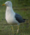 ad LBBG in Januari-April, ringed in the Netherlands. (49493 bytes)