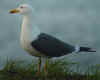 ad LBBG in Januari-April, ringed in the Netherlands. (92541 bytes)