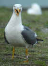 ad LBBG in Januari-April, ringed in the Netherlands. (66603 bytes)