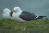 ad LBBG in Januari-April, ringed in the Netherlands. (70407 bytes)