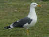 ad LBBG in Januari-April, ringed in the U.K. (92046 bytes)