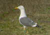 ad LBBG in Januari-April, ringed in the Netherlands. (90043 bytes)