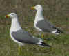 ad LBBG in Januari-April, ringed in the Netherlands. (80772 bytes)