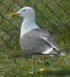 ad LBBG in Januari-April, ringed in the Netherlands. (90050 bytes)
