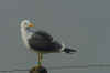 ad LBBG in Januari-April, ringed in the Netherlands. (69998 bytes)