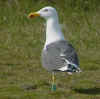ad LBBG in Januari-April, ringed in the Netherlands. (84892 bytes)
