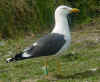 ad LBBG in Januari-April, ringed in the Netherlands. (80911 bytes)
