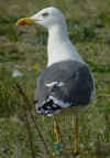 ad LBBG in Januari-April, ringed in the Netherlands. (73831 bytes)