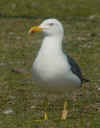 ad LBBG in Januari-April, ringed in the Netherlands. (83139 bytes)