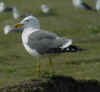 ad LBBG in Januari-April, ringed in the Netherlands. (81763 bytes)