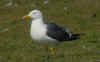 ad LBBG in Januari-April, ringed in the Netherlands. (64495 bytes)