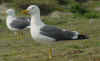 ad LBBG in Januari-April, ringed in the Netherlands. (89436 bytes)