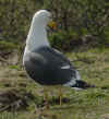 ad LBBG in Januari-April, ringed in the Netherlands. (87450 bytes)