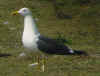 ad LBBG in Januari-April, ringed in the Netherlands. (89329 bytes)