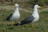 ad LBBG in Januari-April, ringed in the Netherlands. (79929 bytes)