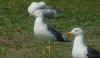 ad LBBG in Januari-April, ringed in the Netherlands. (81096 bytes)