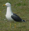 ad LBBG in Januari-April, ringed in the Netherlands. (86849 bytes)