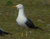 ad LBBG in Januari-April, ringed in the Netherlands. (87902 bytes)