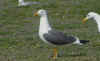 ad LBBG in Januari-April, ringed in the Netherlands. (86985 bytes)