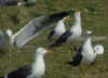 ad LBBG in Januari-April, ringed in the Netherlands. (83101 bytes)