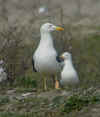 ad LBBG in Januari-April, ringed in the Netherlands. (86739 bytes)