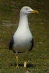 ad LBBG in Januari-April, ringed in the Netherlands. (82249 bytes)