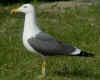 ad LBBG in Januari-April, ringed in the Netherlands. (83878 bytes)