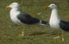 ad LBBG in Januari-April, ringed in the Netherlands. (84673 bytes)