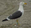 adult graellsii in May, ringed in the Netherlands. (69808 bytes)