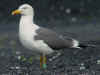adult graellsii in May, ringed in the Netherlands. (59133 bytes)