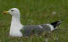 adult graellsii in May, ringed in the Netherlands. (83502 bytes)
