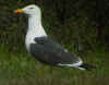 adult graellsii in May, ringed in the Netherlands. (88722 bytes)