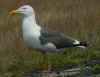 adult graellsii in May, ringed in the Netherlands. (88284 bytes)
