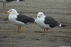 juvenile LBBG in October, ringed in Norway. (131273 bytes)
