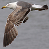 3cy graellsii LBBG in June, ringed in the Netherlands. (135385 bytes)