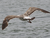 1cy argenteus in November, ringed in Belgium. (25637 bytes)